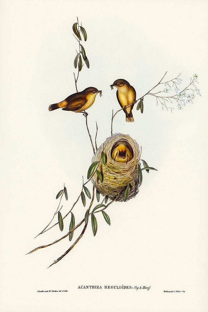 Regulus-like Acanthiza-Acanthiza Reguloides art print by John Gould for $57.95 CAD