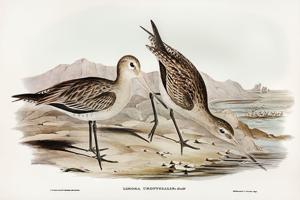 Barred-rumped Godwit-Limosa uropygialis art print by John Gould for $57.95 CAD