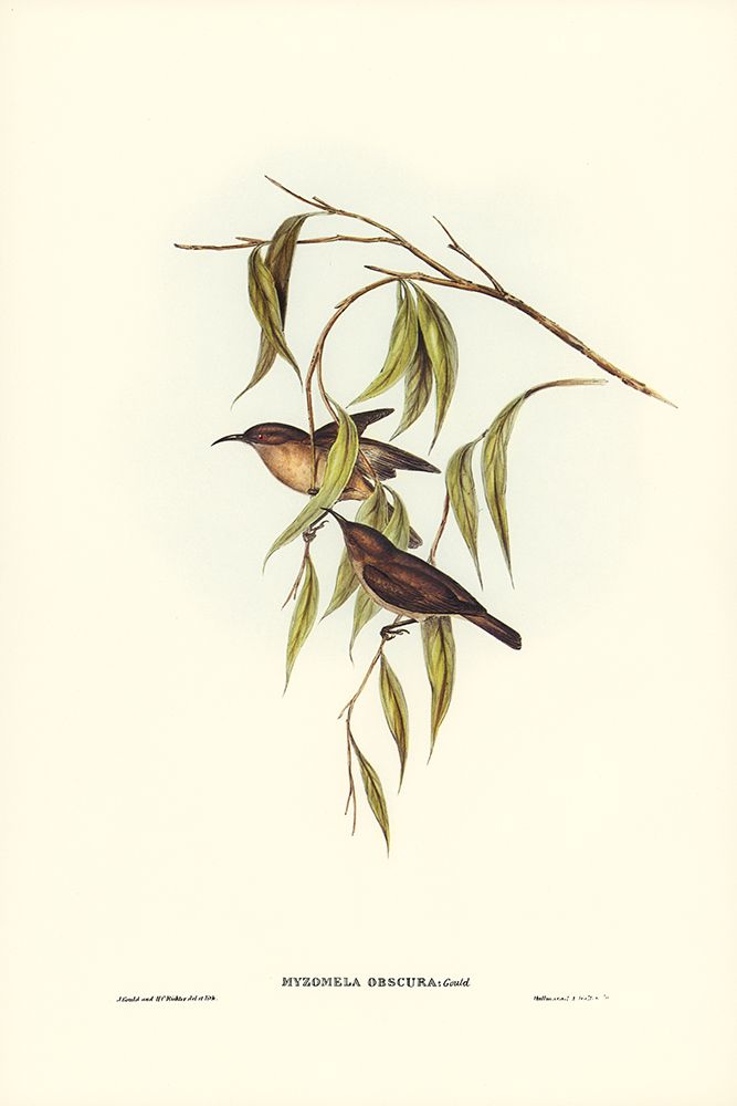 Obscure Honey-eater-Myzomela obscura art print by John Gould for $57.95 CAD