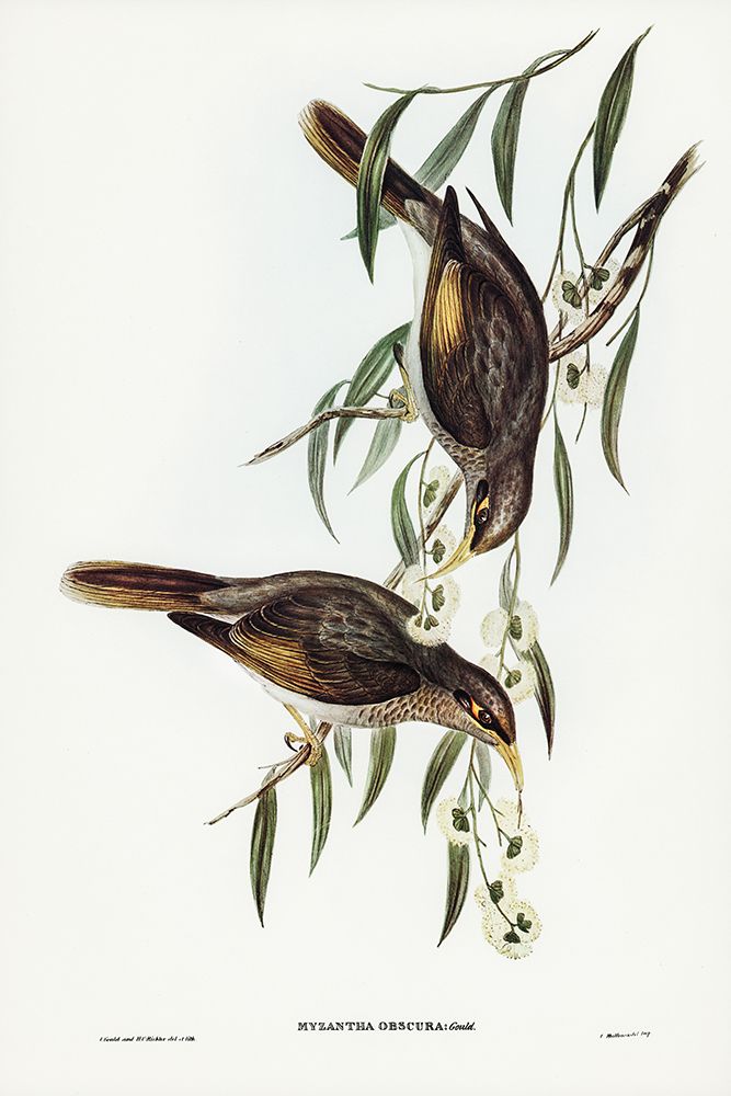 Sombre Honey-eater-Myzantha obscura art print by John Gould for $57.95 CAD