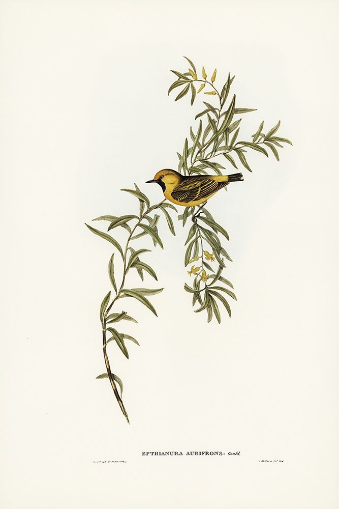 Orange-fronted chat-Ephthianura aurifrons art print by John Gould for $57.95 CAD
