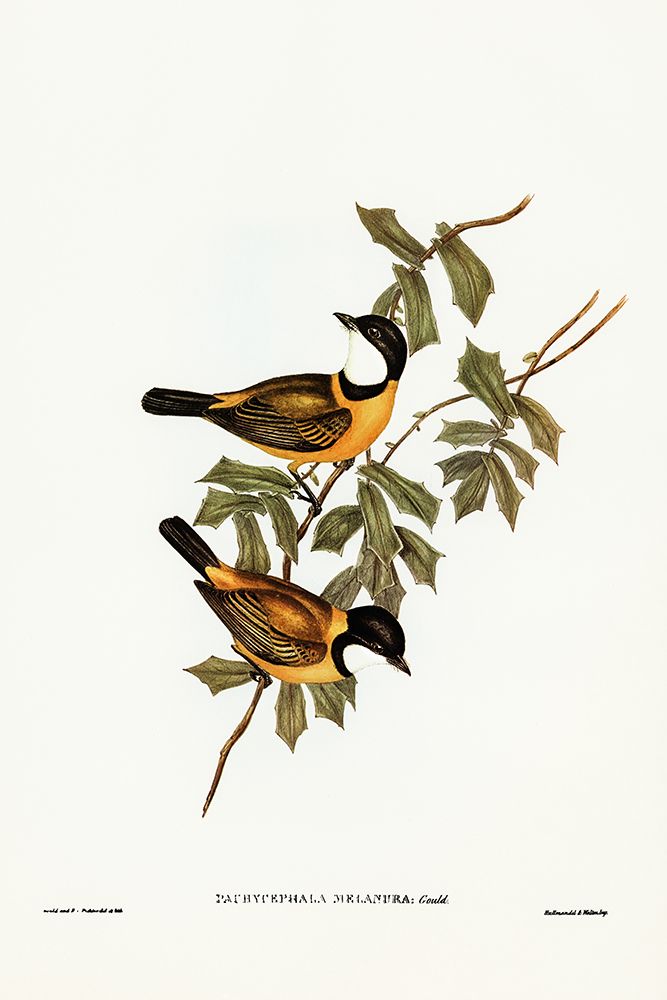 Black-tailed Pachycephala-Pachycephala melanura art print by John Gould for $57.95 CAD
