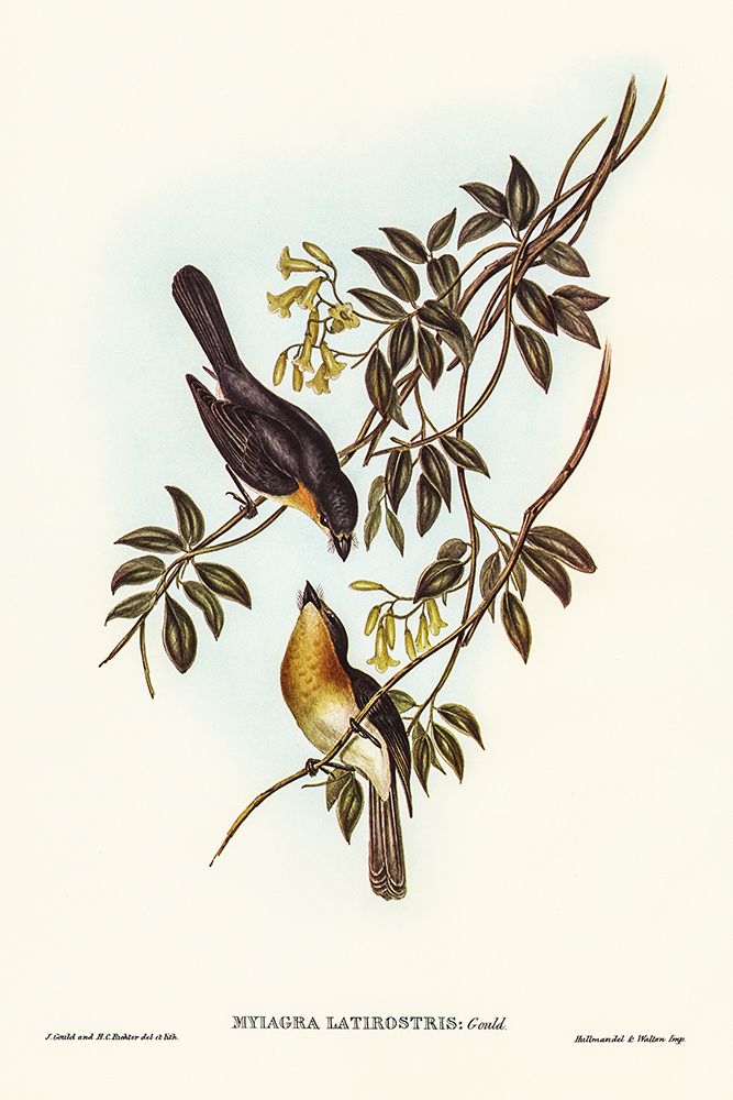 Broad-billed Flycatcher-Myiagra latirostris art print by John Gould for $57.95 CAD