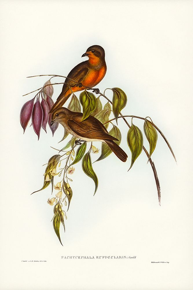 Red-throated Pachycephala-Pachycephala rufogularis art print by John Gould for $57.95 CAD