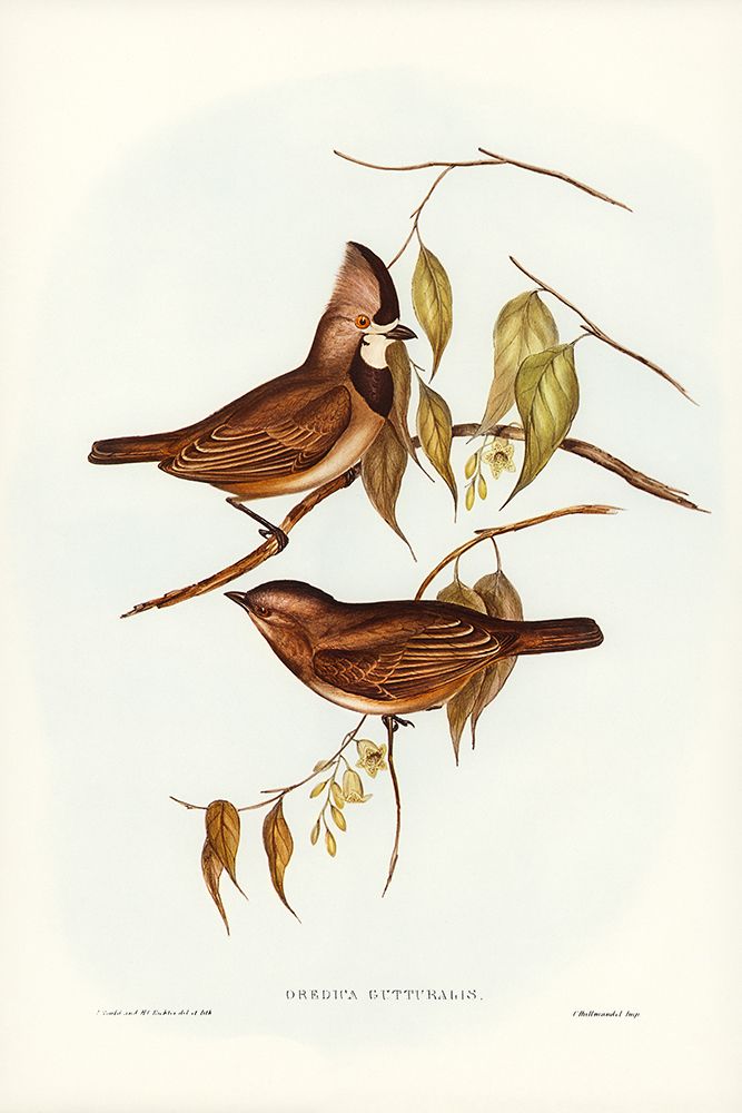 Crested Oreoica-Oreoica gutturalis art print by John Gould for $57.95 CAD
