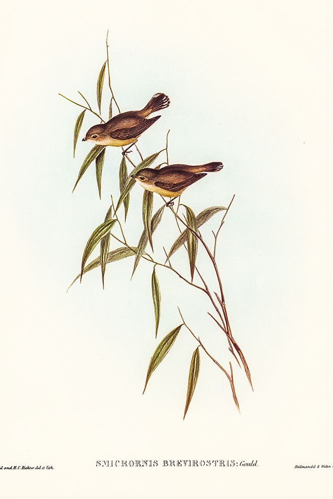 Short-billed tree tit-Smicrornis brevirostris art print by John Gould for $57.95 CAD