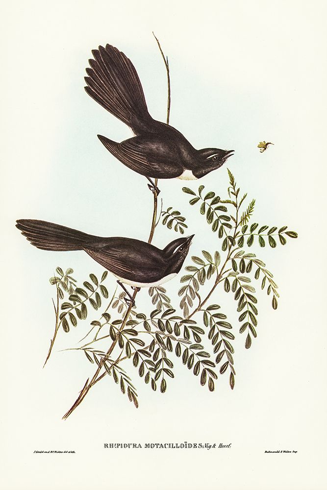 Black Fantailed Flycatcher-Rhipidura Motacilloides art print by John Gould for $57.95 CAD
