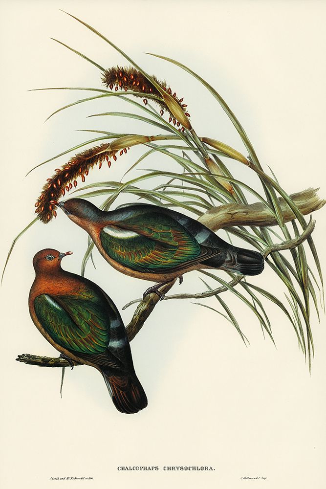 Little Green Pigeon-Chalcophaps chrysochlora art print by John Gould for $57.95 CAD