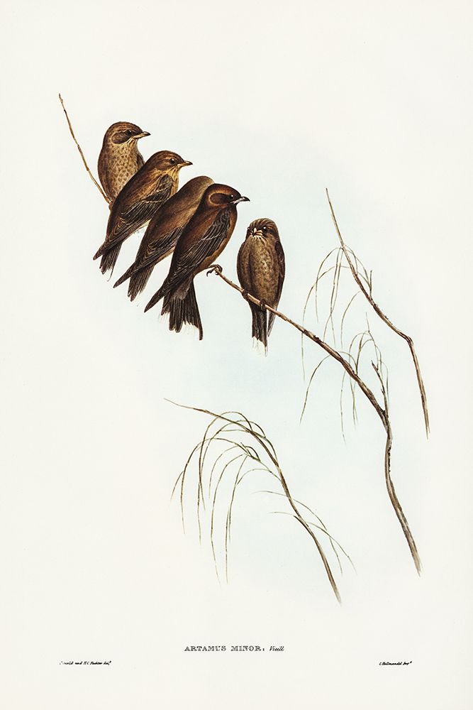 Little Wood Swallow-Artamus minor-Vieill art print by John Gould for $57.95 CAD
