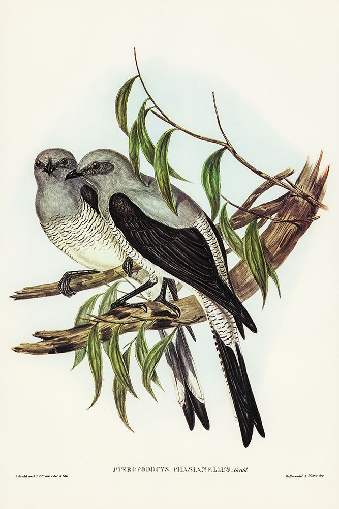 Ground Graucalus-Pteropodocys Phasianella art print by John Gould for $57.95 CAD