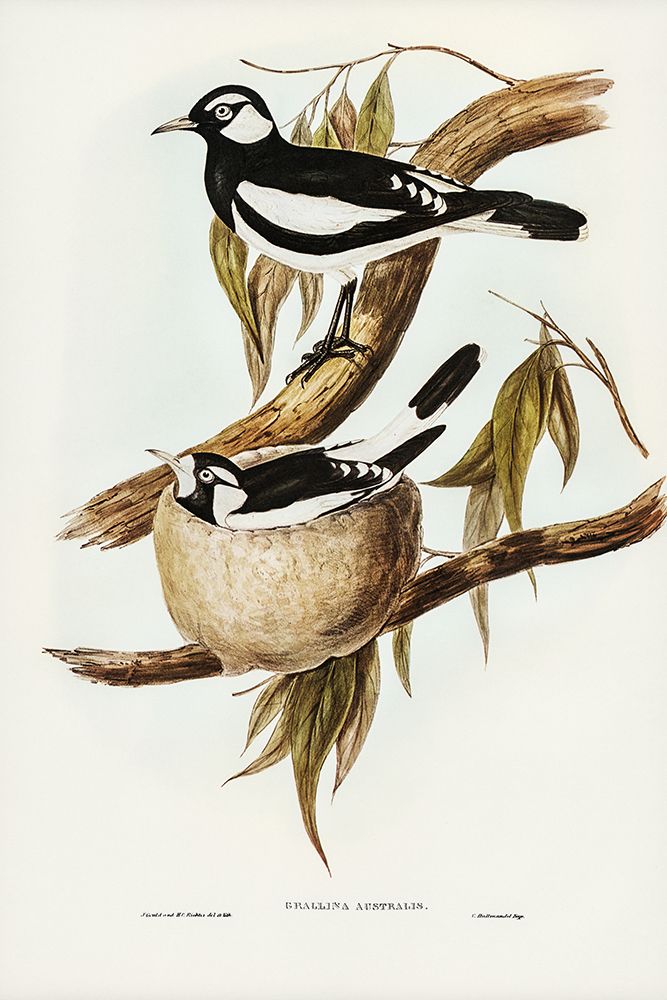 Pied Grallina-Crallina Australis art print by John Gould for $57.95 CAD