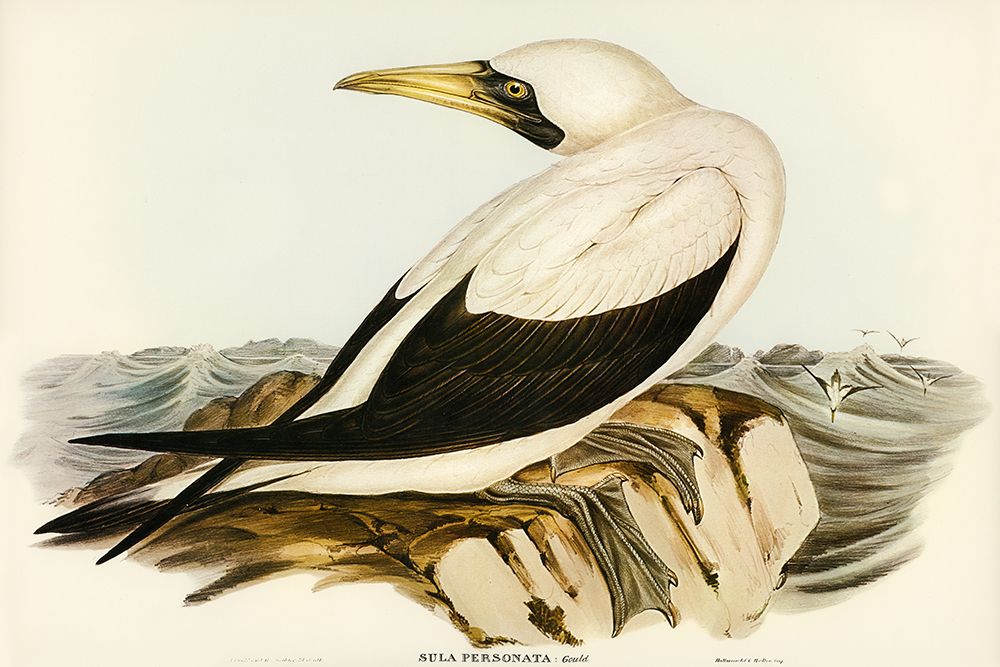 Masked Gannet-Sula personata art print by John Gould for $57.95 CAD