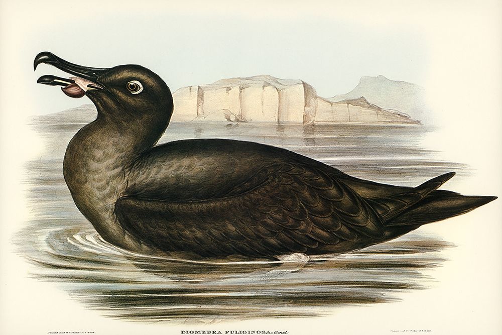 Sooty Albatros-Diomedea fuliginosa art print by John Gould for $57.95 CAD