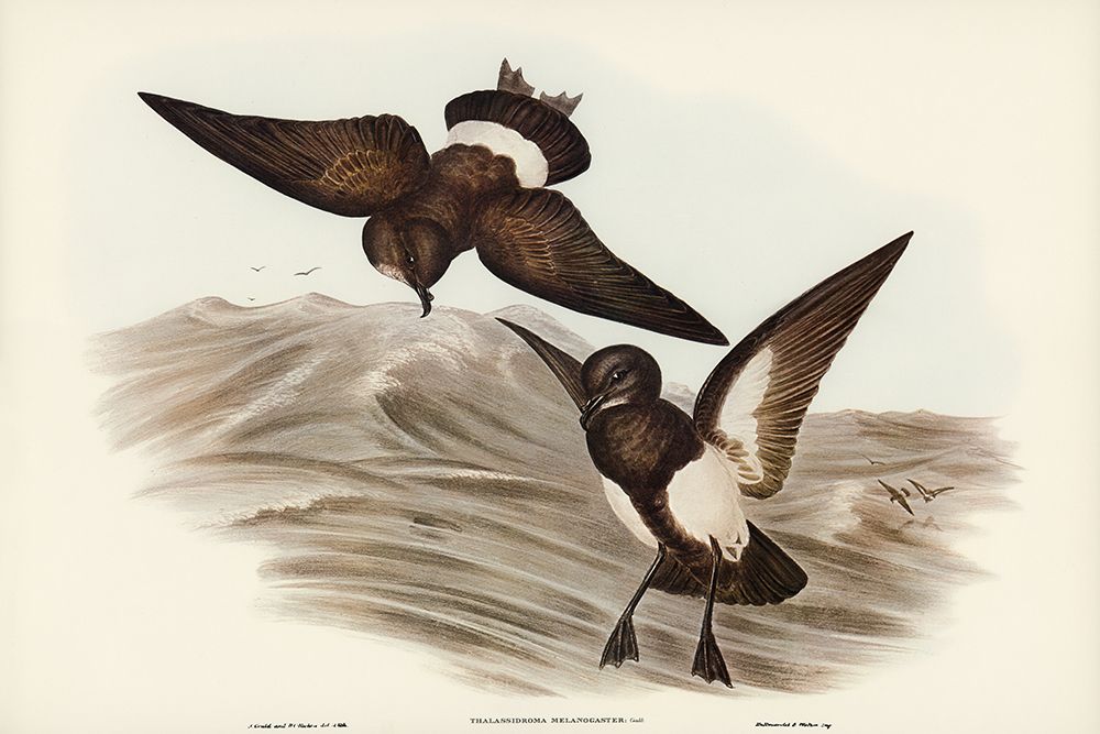 Black-bellied Storm Petrel-Thalassidroma melanogaster art print by John Gould for $57.95 CAD