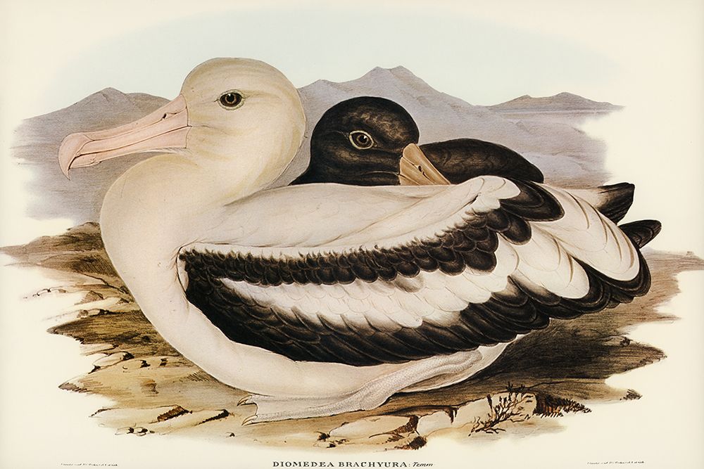 Short-tailed Albatros-Diomedea brachyura art print by John Gould for $57.95 CAD