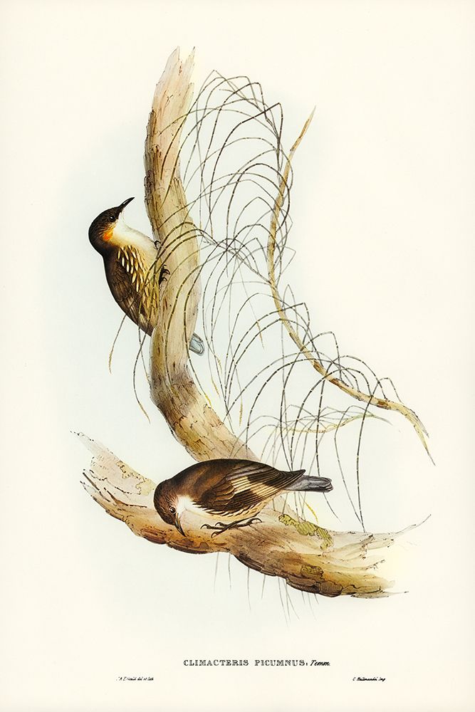 White-throated Tree-Creeper-Climacteris picumnus art print by John Gould for $57.95 CAD