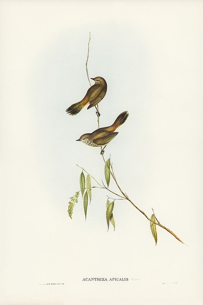 Western Acanthiza-Acanthiza apicalis art print by John Gould for $57.95 CAD
