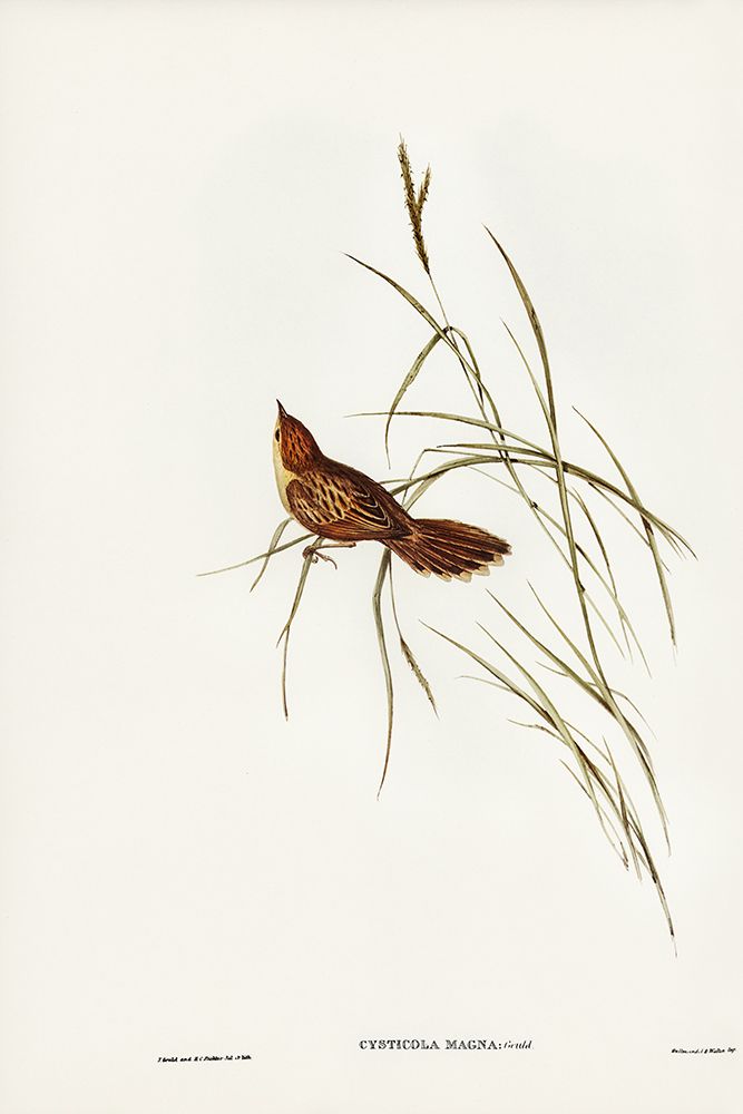 Great Warbler-Cysticola magna art print by John Gould for $57.95 CAD