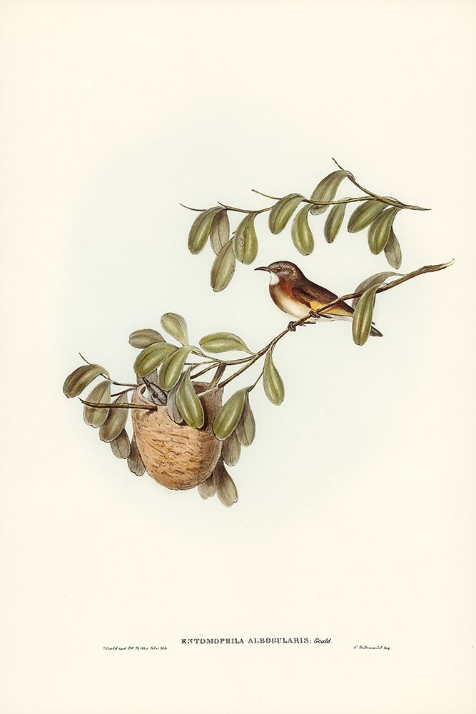 White-throated Honey-eater-Entomophila albogularis art print by John Gould for $57.95 CAD