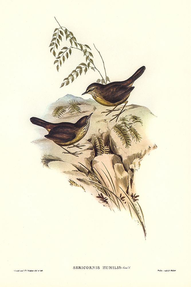 Sombre-coloured Sericornis-Sericornis humilis art print by John Gould for $57.95 CAD