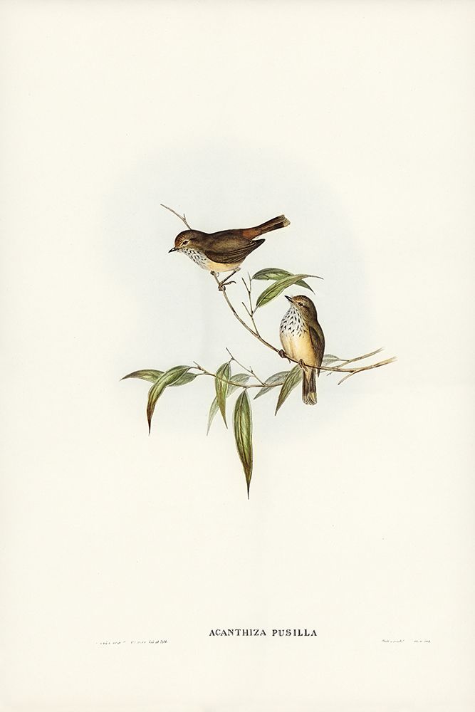 Little Brown Acanthiza-Acanthiza pusilla art print by John Gould for $57.95 CAD