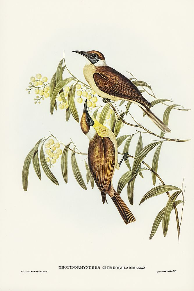 Yellow-throated Friar Bird-Tropidorhynchus citreogularis art print by John Gould for $57.95 CAD