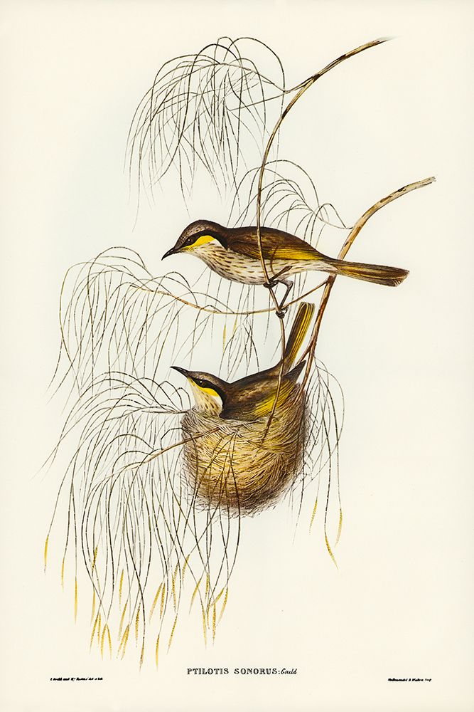 Singing Honey-eater-Ptilotis sonorus art print by John Gould for $57.95 CAD