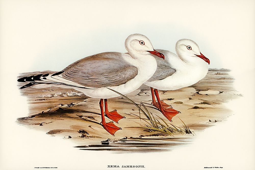 Jamesons Gull-Xema Jamesonii art print by John Gould for $57.95 CAD