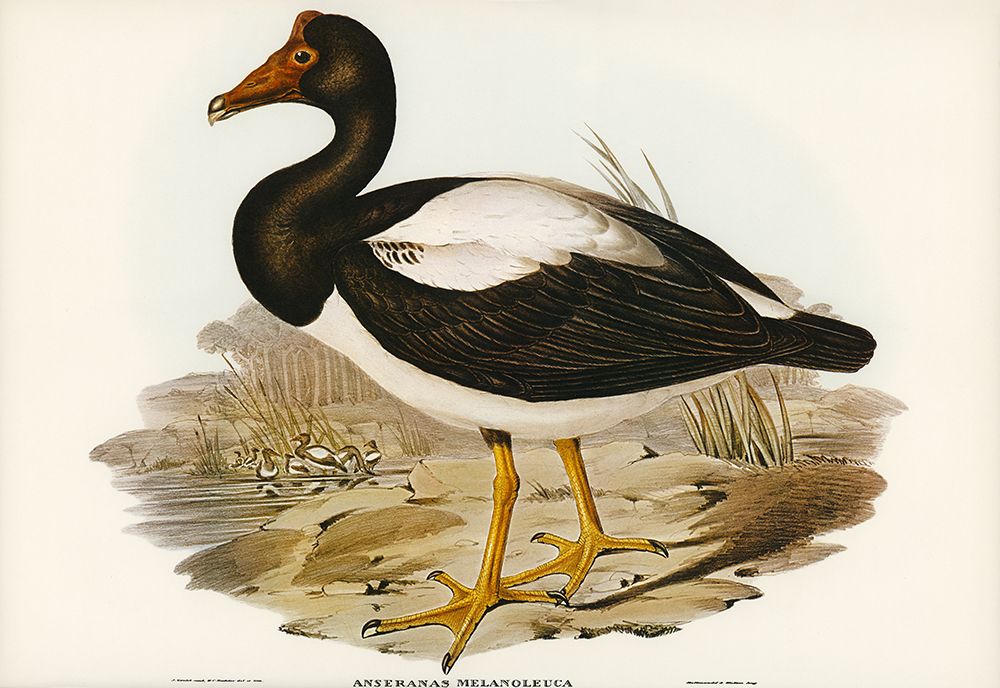 Semipalmated Goose-Anseranas melanoleuca art print by John Gould for $57.95 CAD