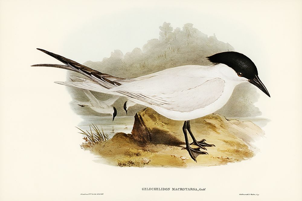 Great-footed Tern-Gelochelidon macrotarsa art print by John Gould for $57.95 CAD