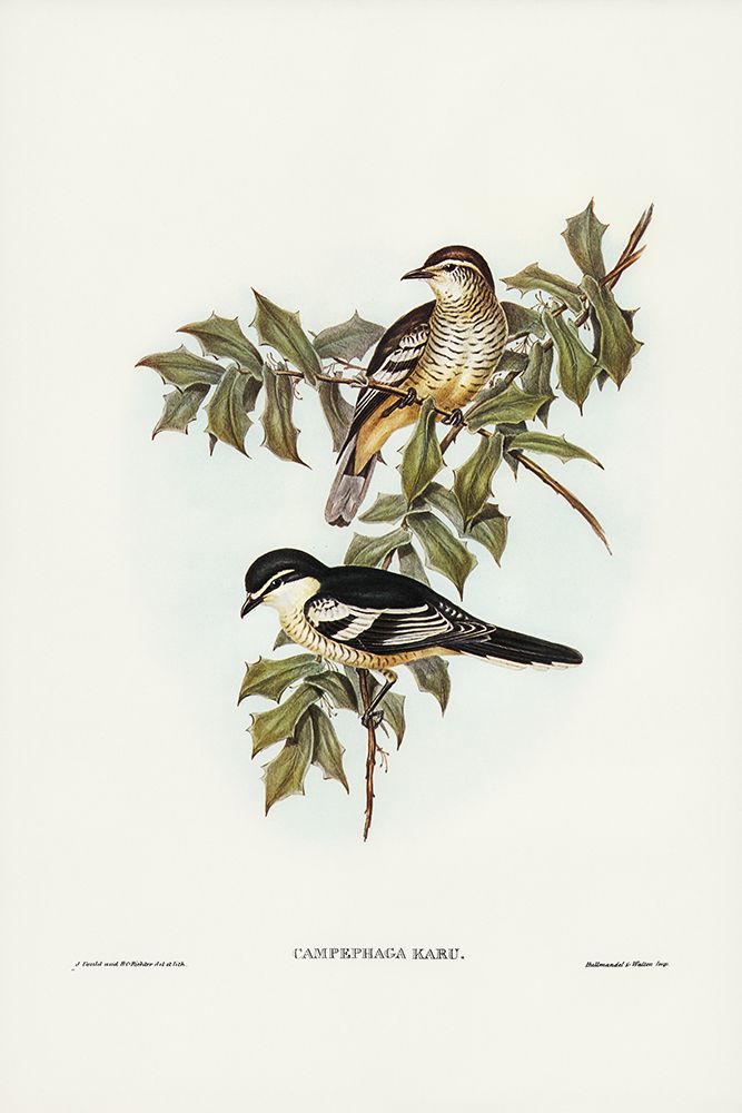 Northern cuckooshrike-Campephaga Karu art print by John Gould for $57.95 CAD
