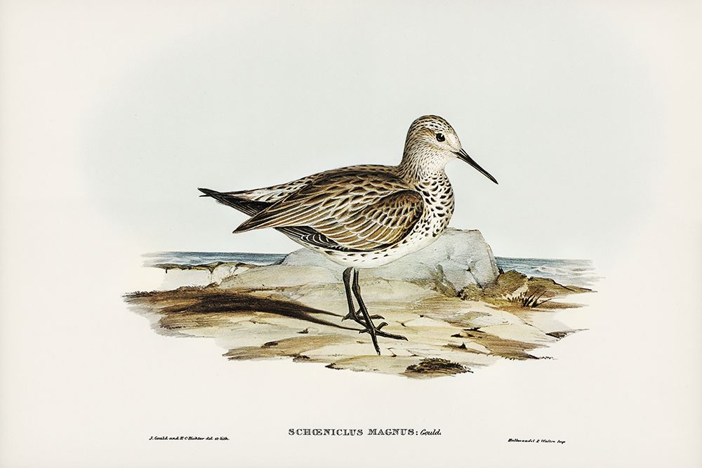 Great Sandpiper-Schoeniclus magnus art print by John Gould for $57.95 CAD