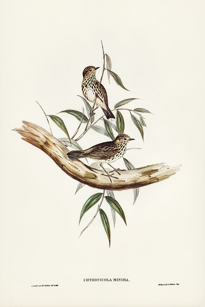 Little chthonicola-chthonicola minima art print by John Gould for $57.95 CAD