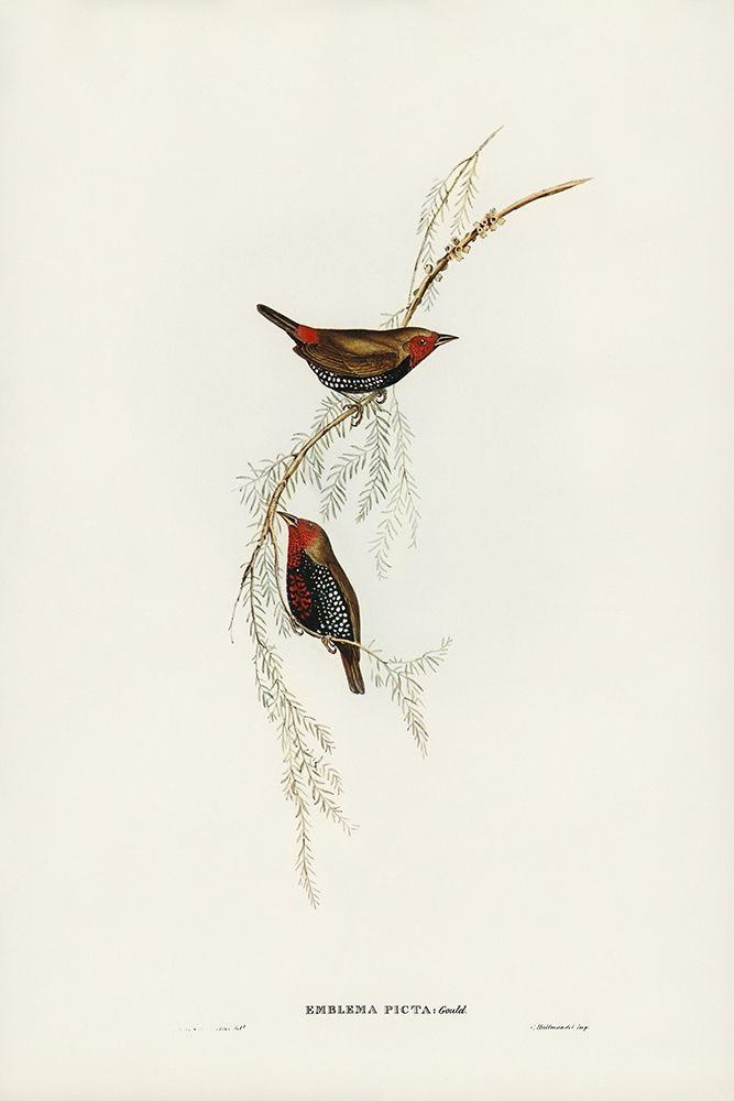 Painted Finch-Emblema picta art print by John Gould for $57.95 CAD