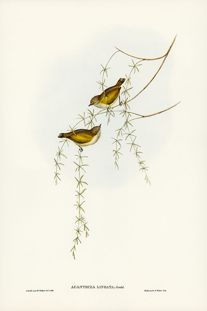 Striated Acanthiza-Acanthiza lineata art print by John Gould for $57.95 CAD