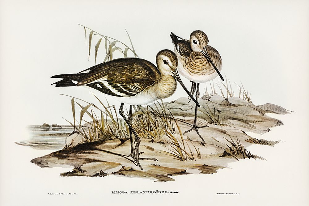 Black-tailed Godwit-Limosa Melanuroides art print by John Gould for $57.95 CAD