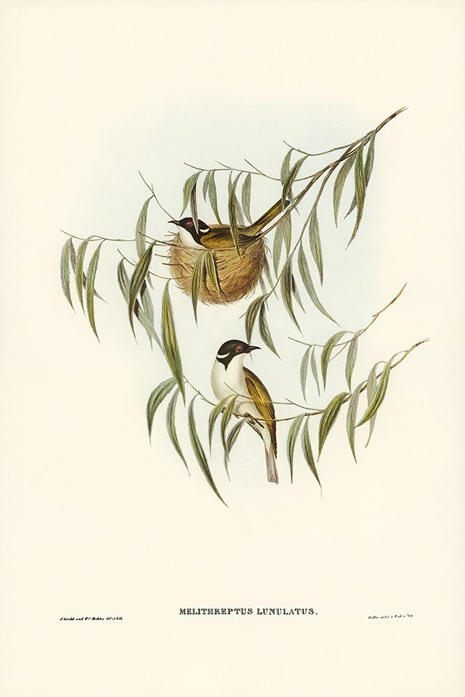 Lunulated Honey-eater-Melithreptus lunulatus art print by John Gould for $57.95 CAD