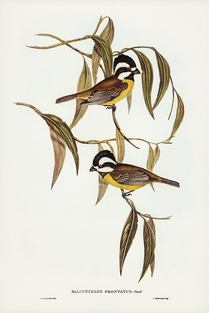 Frontal Shrike-Tit-Falcunculus frontatus art print by John Gould for $57.95 CAD
