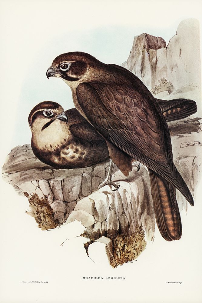 Brown Hawk-Ieracidea Berigora art print by John Gould for $57.95 CAD