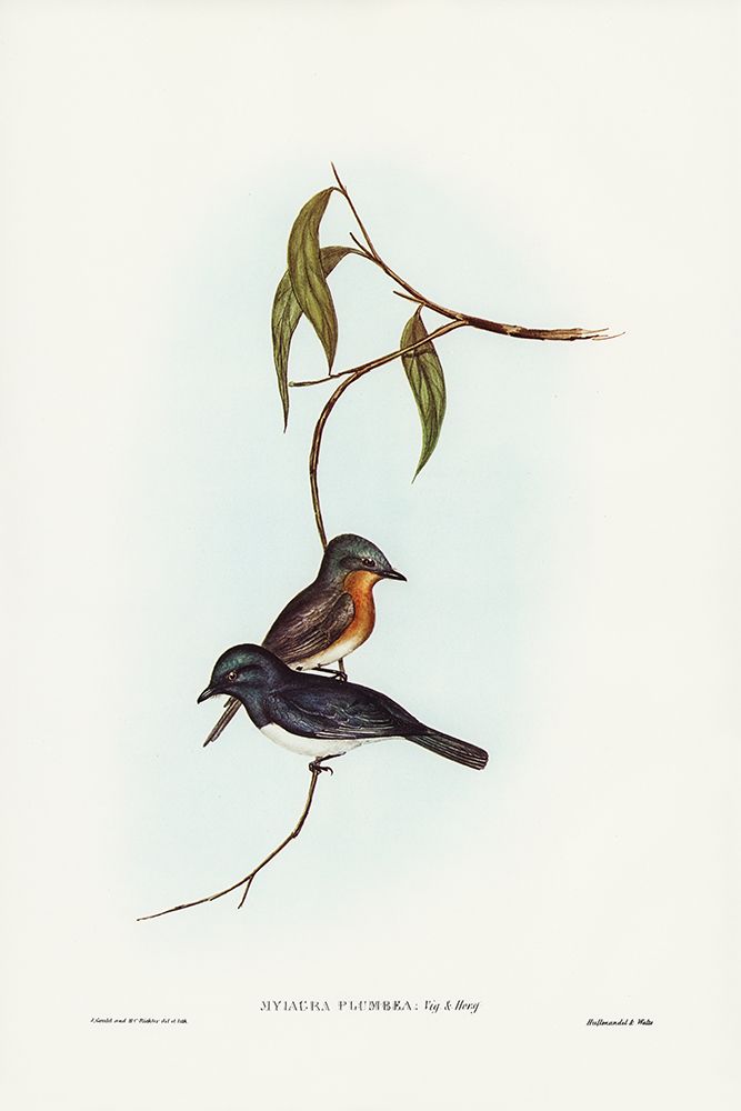Plumbeous Flycatcher-Myiagra plumbea art print by John Gould for $57.95 CAD