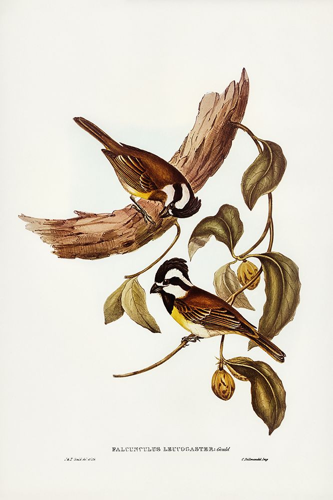 White-bellied Shrike-Tit-Falcunculus leucogaster art print by John Gould for $57.95 CAD