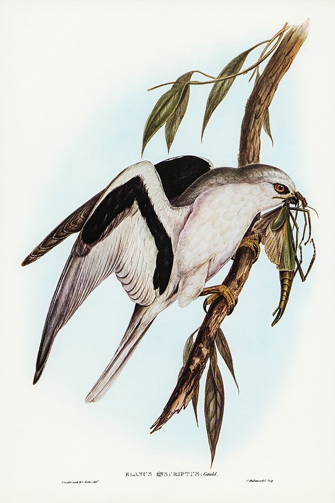Letter-winged Kite-Elanus sciptus art print by John Gould for $57.95 CAD