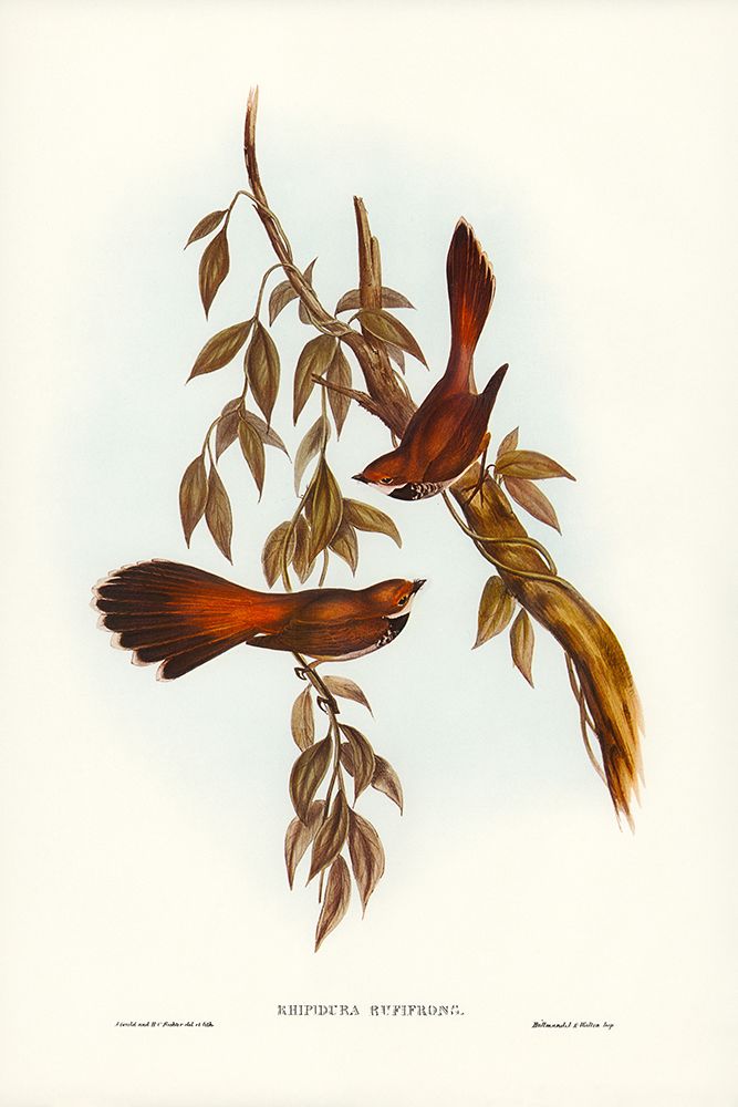 Rufous-fronted Fantail-Rhipidura rufifrons art print by John Gould for $57.95 CAD