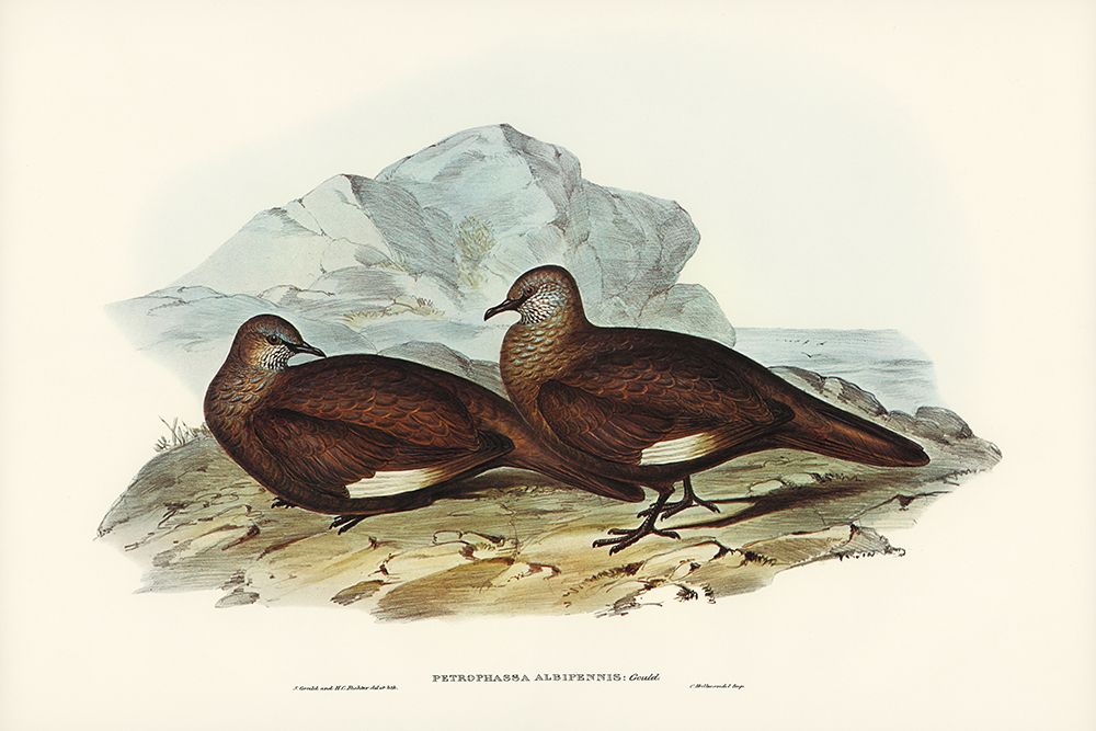 White-quilled Rock Dove-Petrophassa albipennis art print by John Gould for $57.95 CAD