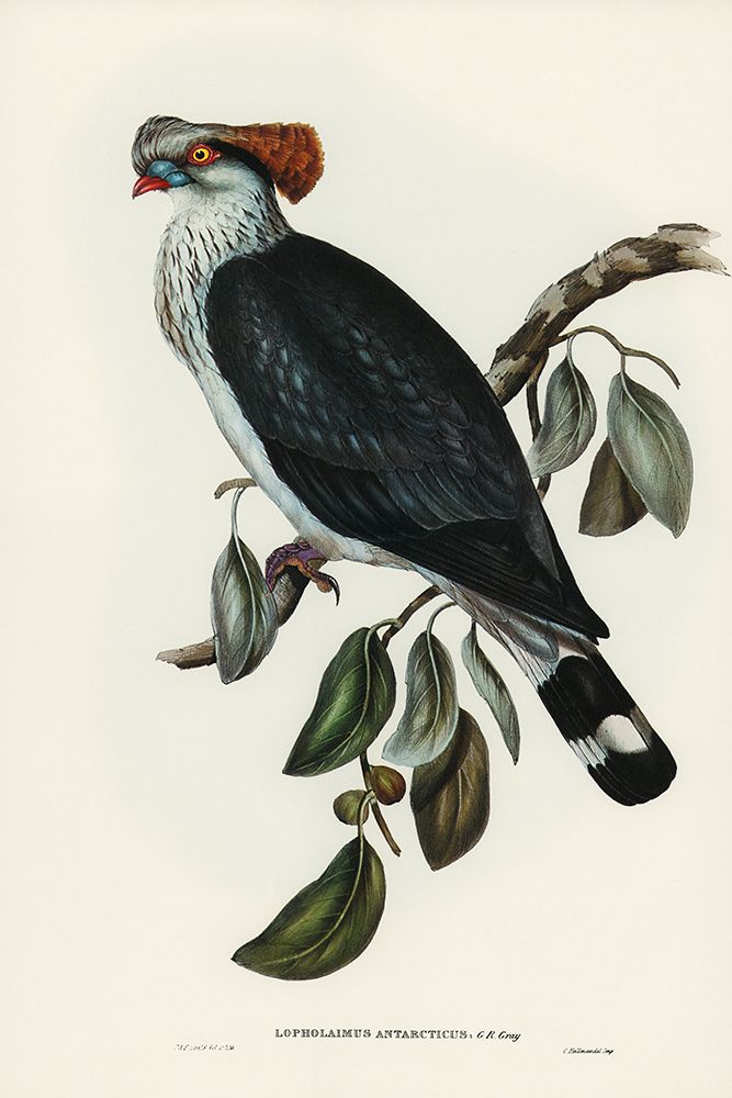 Top-Knot Pigeon-Lopholaimus Antarcticus art print by John Gould for $57.95 CAD