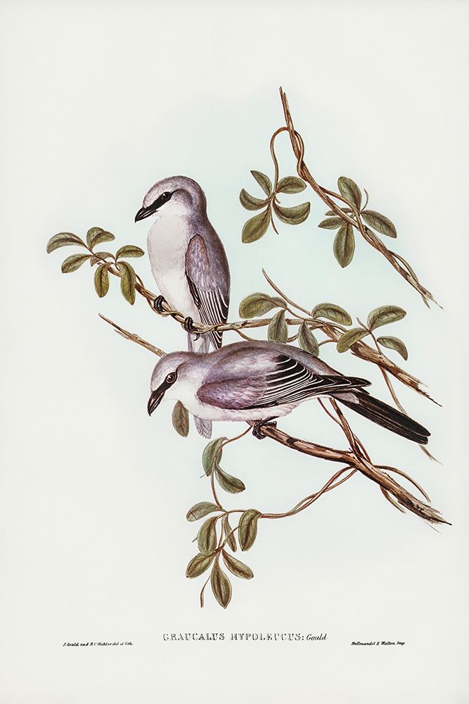 White-bellied Graucalus-Graucalus hypoleucus art print by John Gould for $57.95 CAD