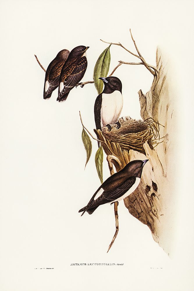 White-rumped Wood Swallow art print by John Gould for $57.95 CAD