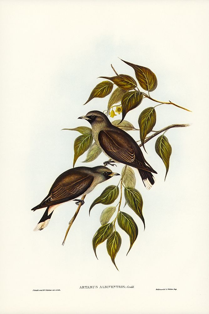 White-vented Wood Swallow-Artamus albiventris art print by John Gould for $57.95 CAD