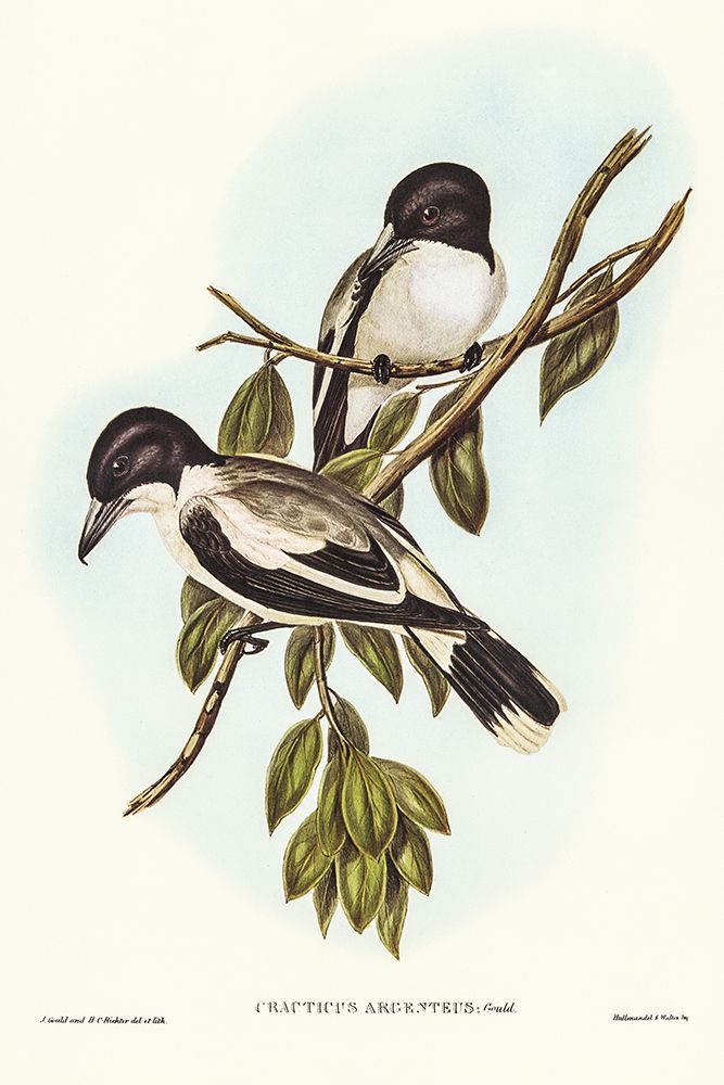 Silvery-backed Butcher-Bird-Cracticus argenteus art print by John Gould for $57.95 CAD