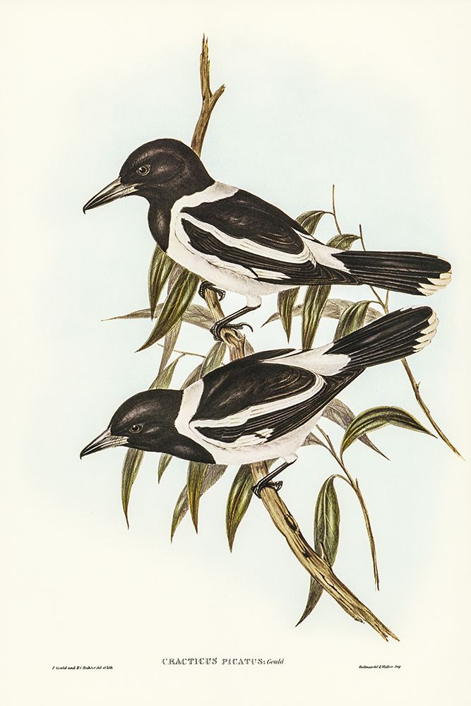 Pied Crow-Shrike-Cracticus picatus art print by John Gould for $57.95 CAD